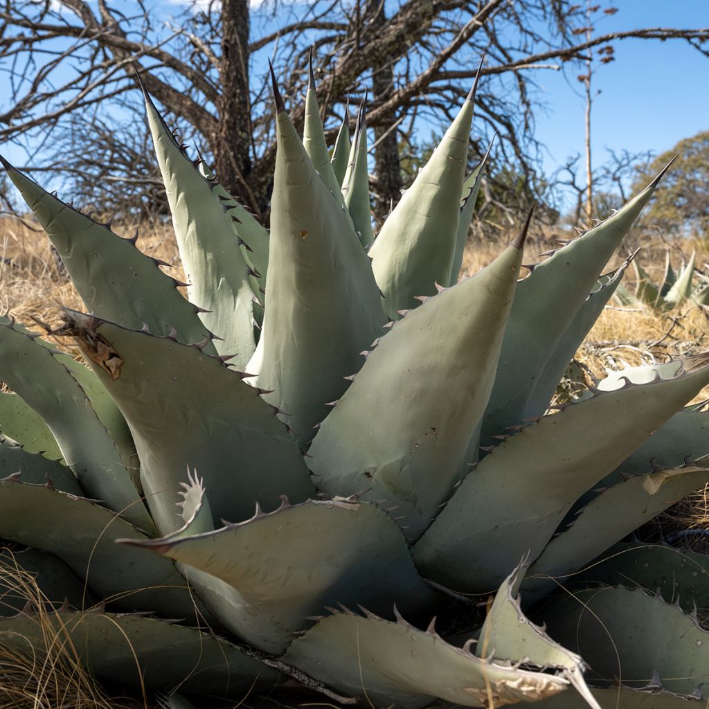 Agave havardiana - Havards Honderdjarige plant