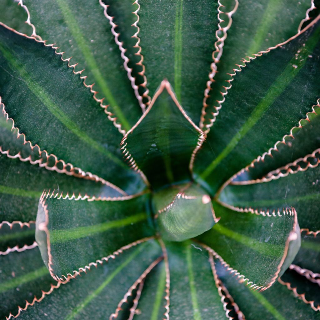 Agave lophantha Splendida - Doornkraag agave