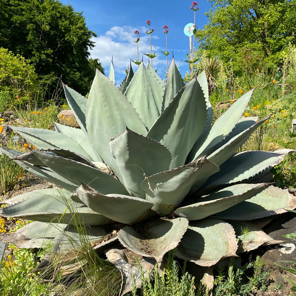 Agave ovatifolia - Walvis Tong Agave