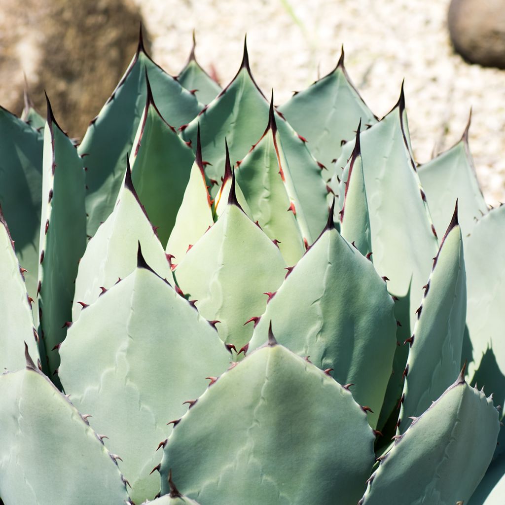 Agave parryi huachucensis - Artisjok Agave
