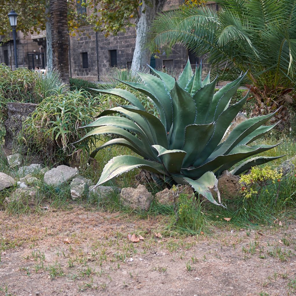 Agave salmiana subsp. crassispina