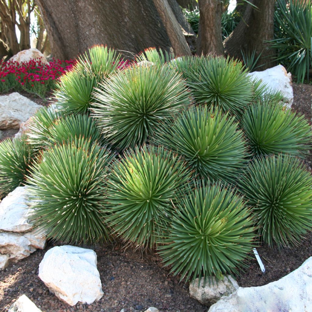 Agave stricta - Egeltjesplant