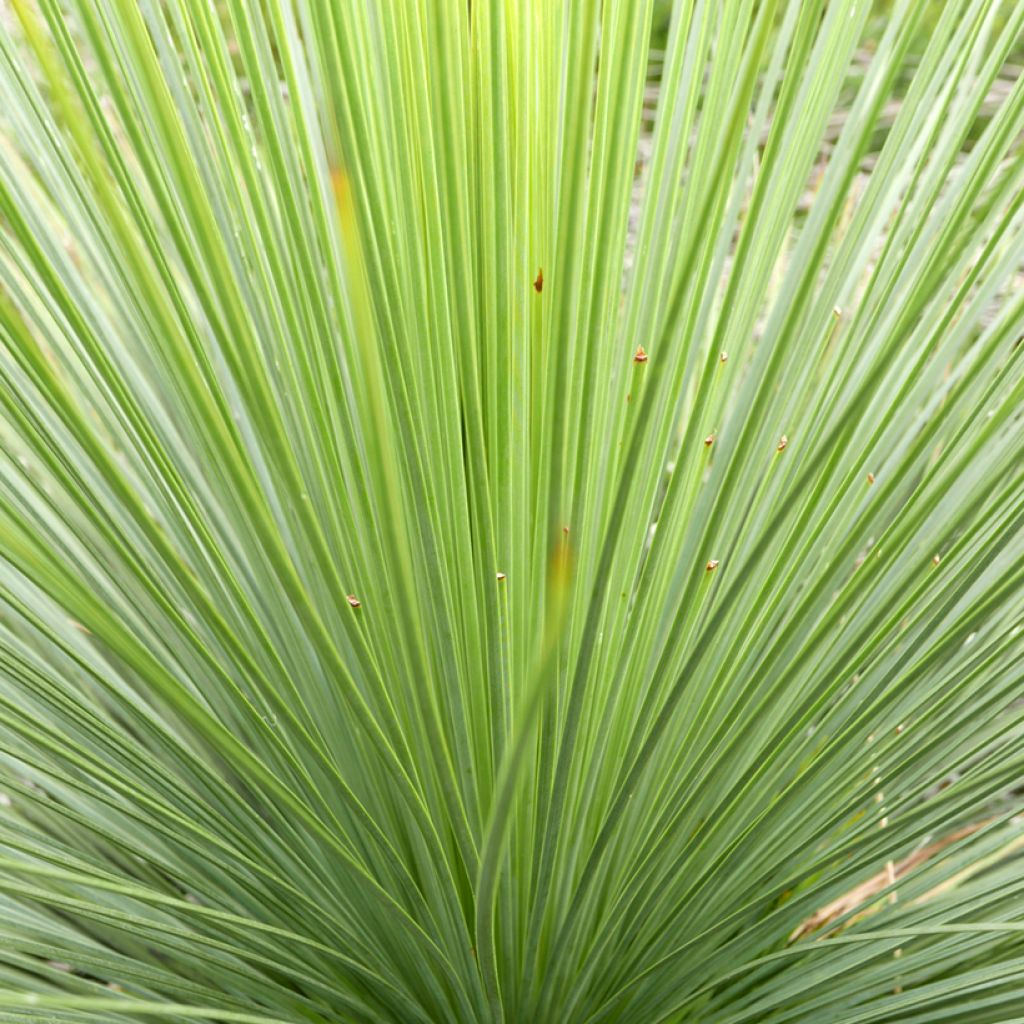 Agave stricta - Egeltjesplant