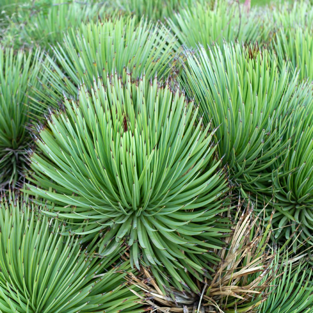 Agave stricta - Egeltjesplant