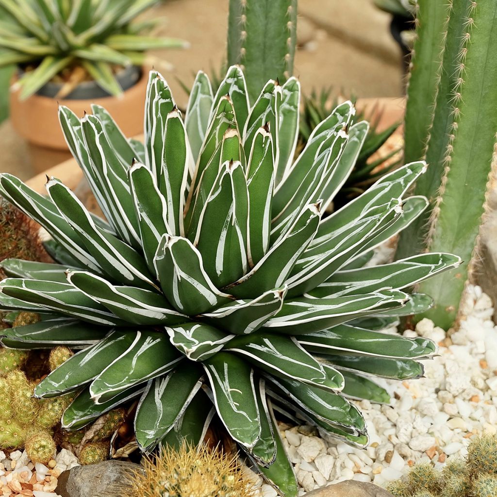 Agave victoriae-reginae - Koningin Victoria-agave