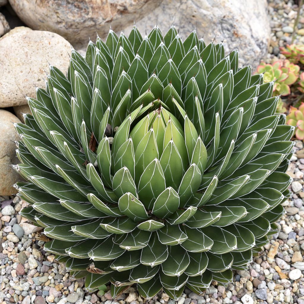 Agave victoriae-reginae - Koningin Victoria-agave