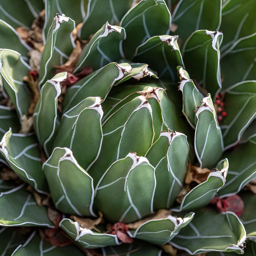 Agave victoriae-reginae - Koningin Victoria-agave