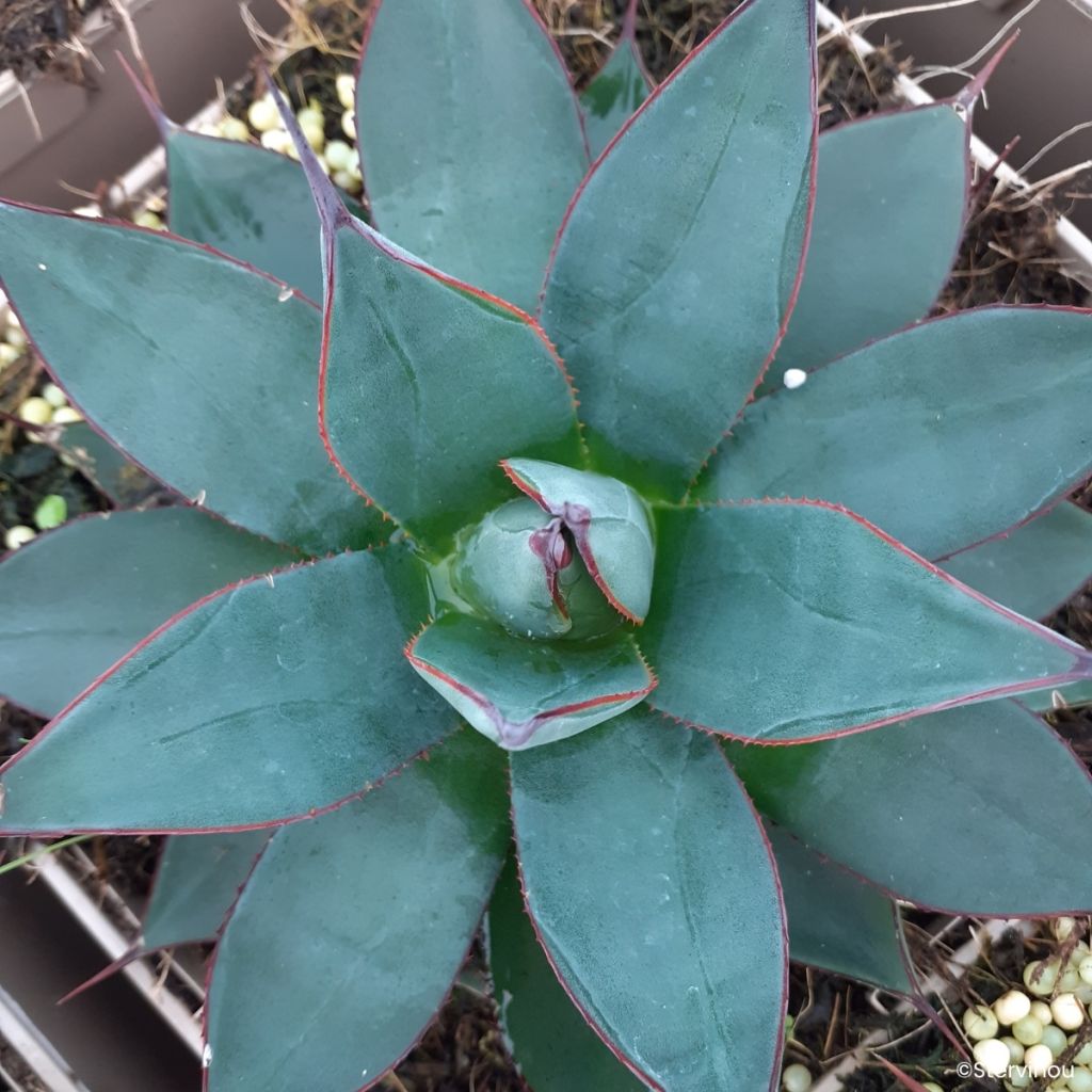 Agave Blue Ember - Koningin Victoria-agave