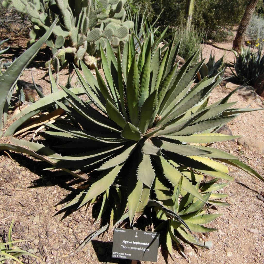 Agave lophantha - Doornkraag agave
