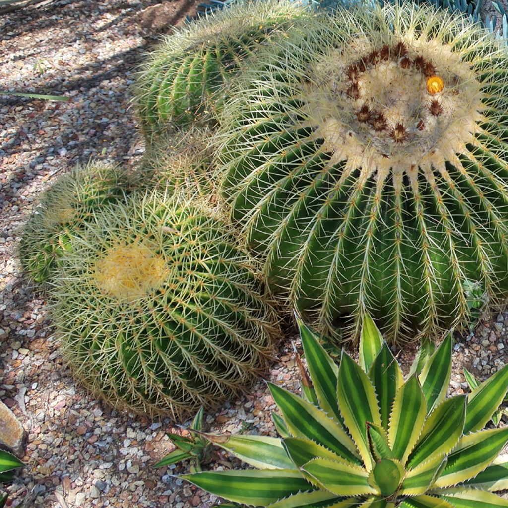 Agave lophantha Quadricolor - Doornkraag agave