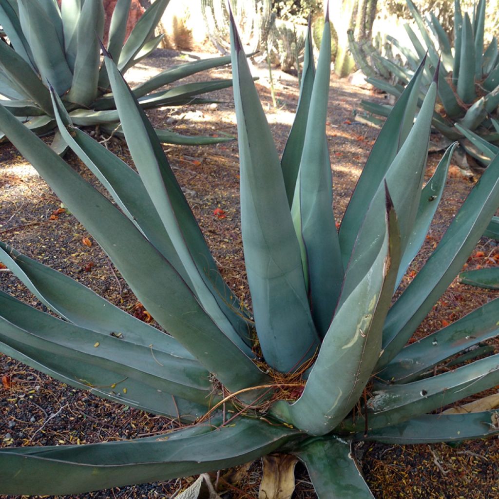Agave x nigra