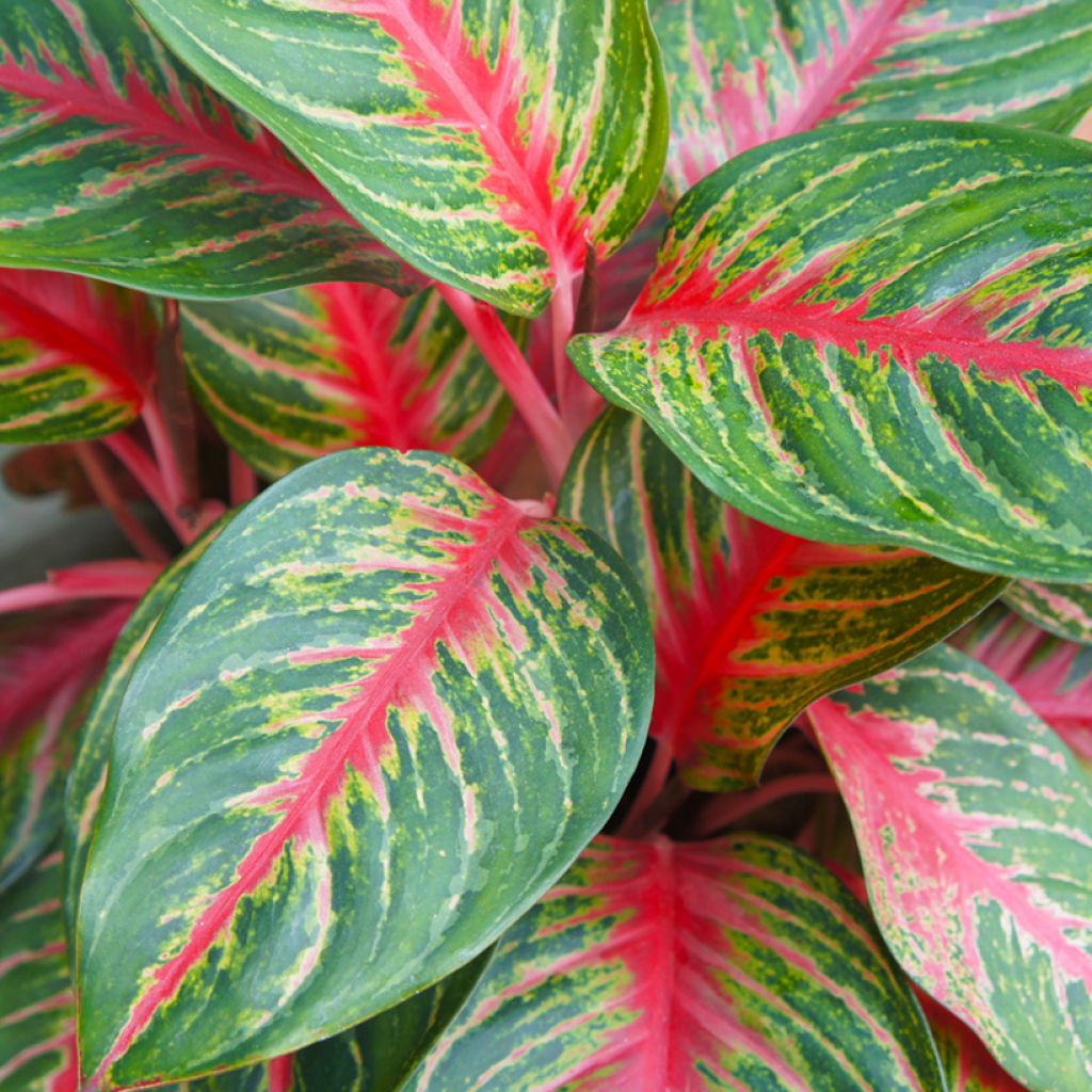 Aglaonema Red Dragon - Chinese evergreen