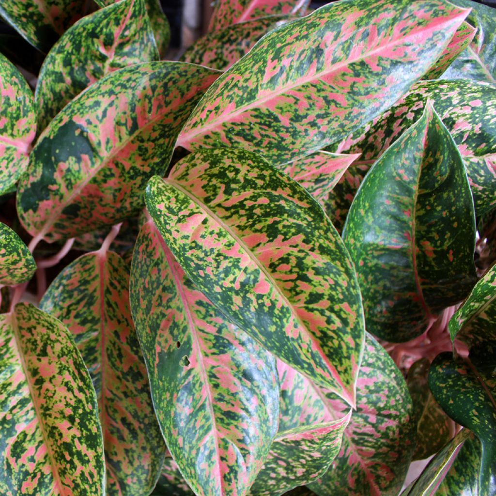 Aglaonema Red Valentine - Chinese evergreen
