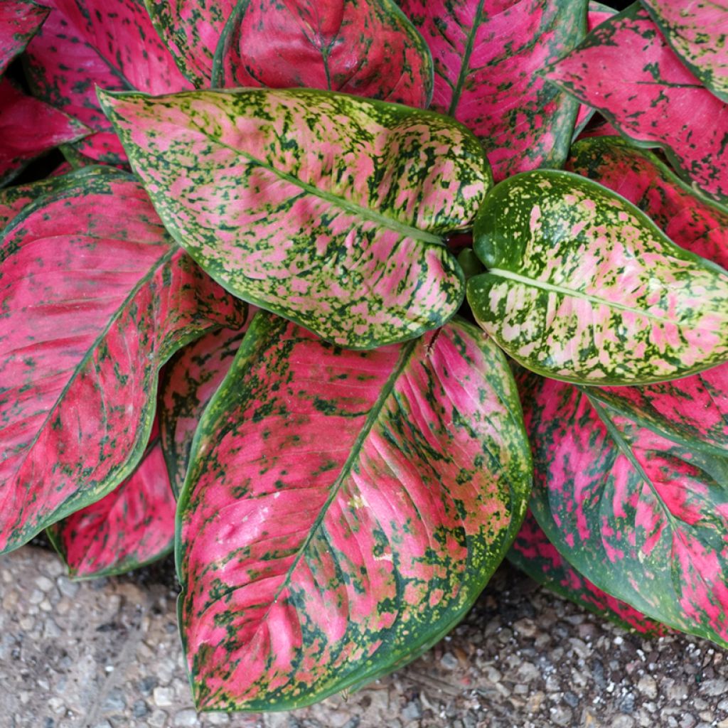 Aglaonema Red Valentine - Chinese evergreen