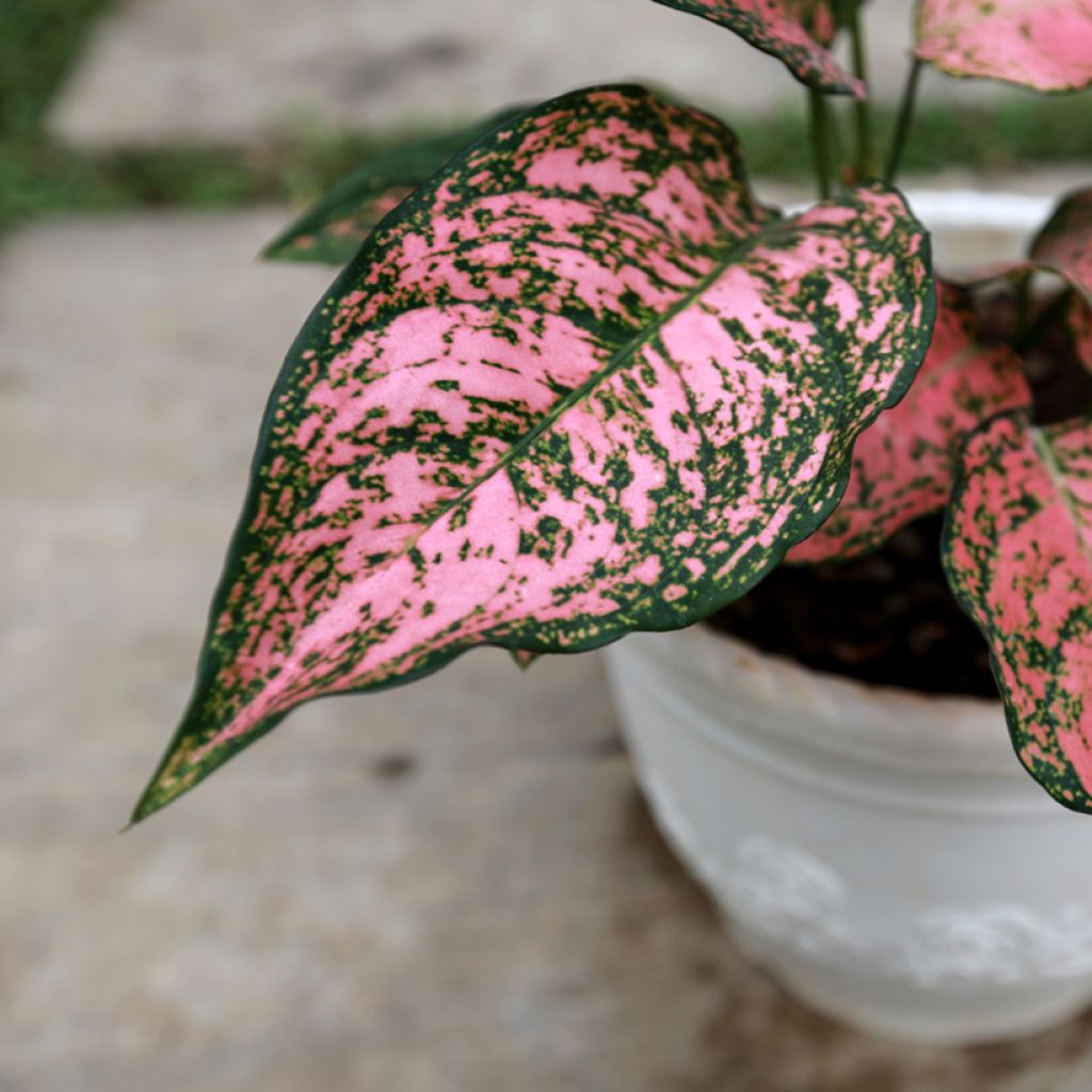 Aglaonema Red Valentine - Chinese evergreen