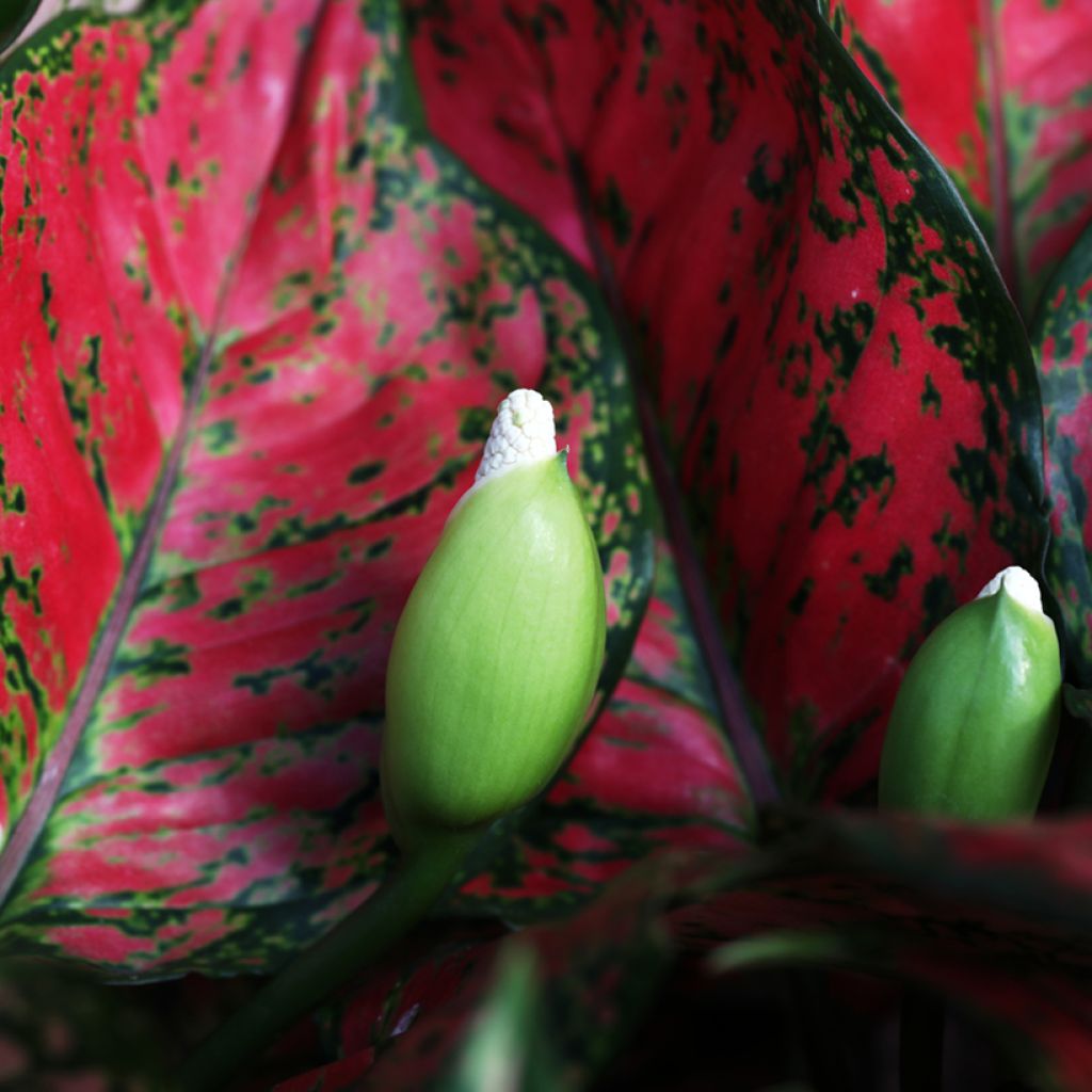 Aglaonema Red Valentine - Chinese evergreen