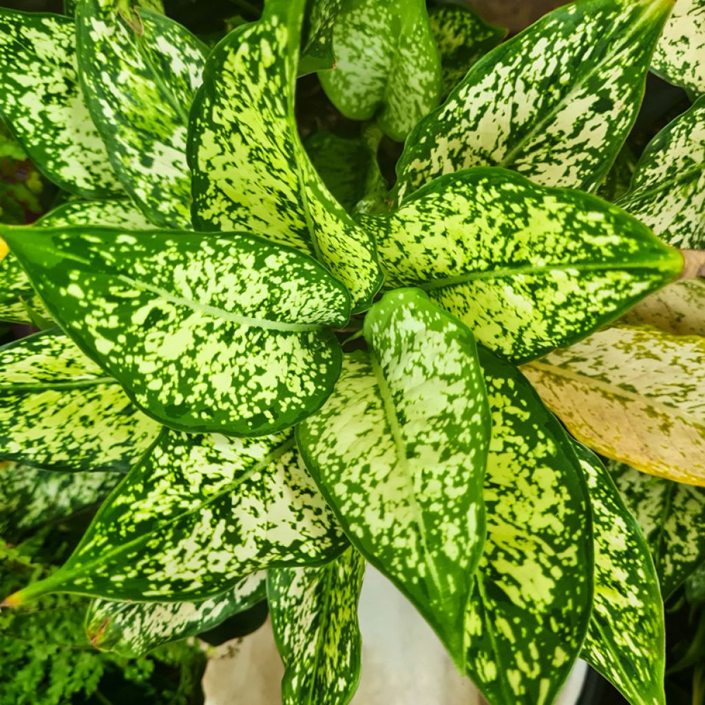 Aglaonema Snowflake - Chinese evergreen