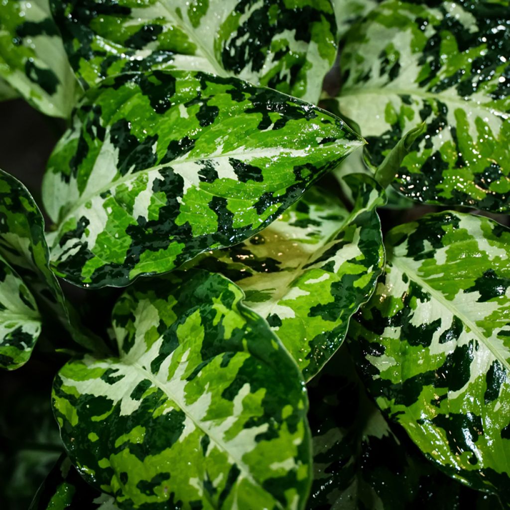 Aglaonema pictum Tricolor - Chinese evergreen