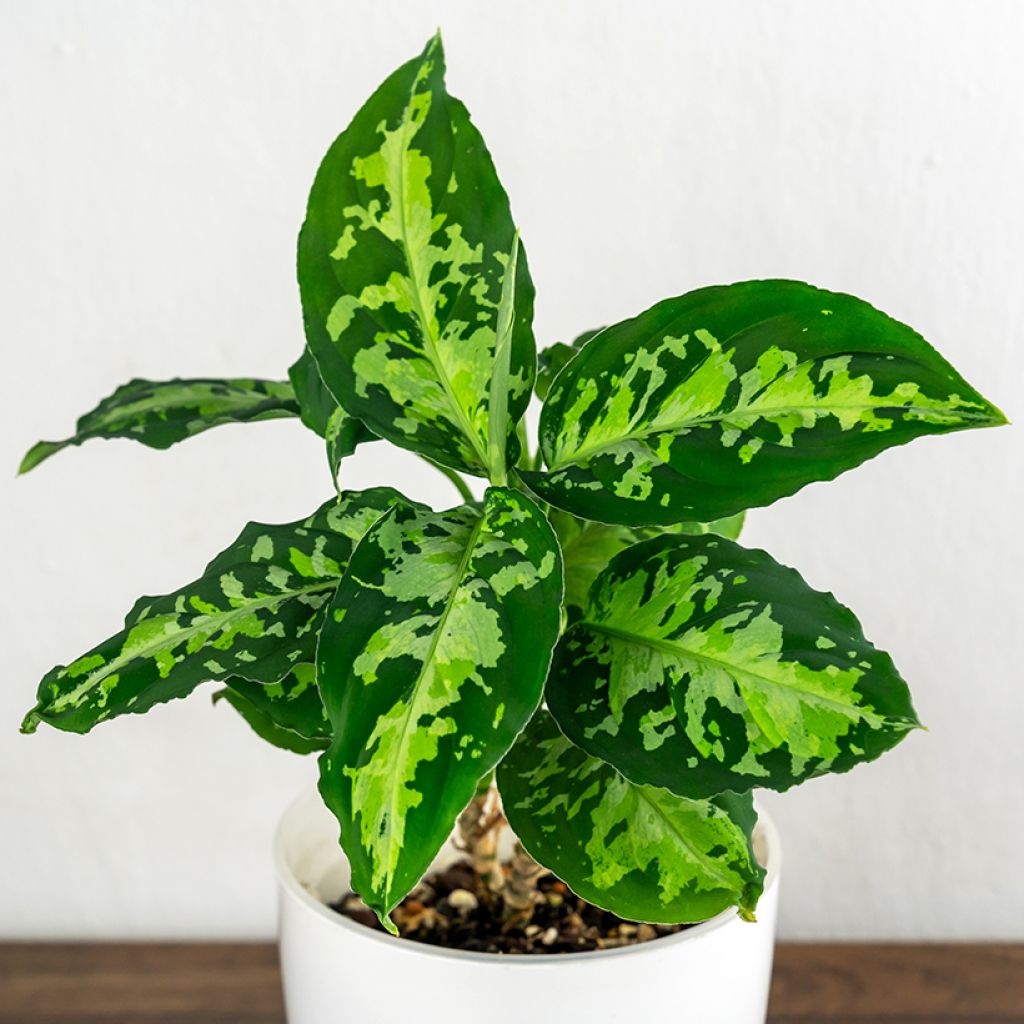 Aglaonema pictum Tricolor - Chinese evergreen