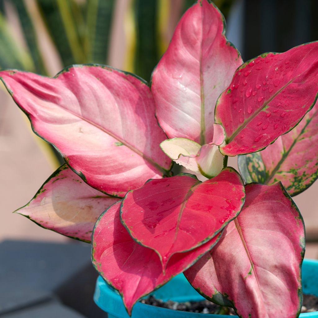 Aglaonema Red Zircon