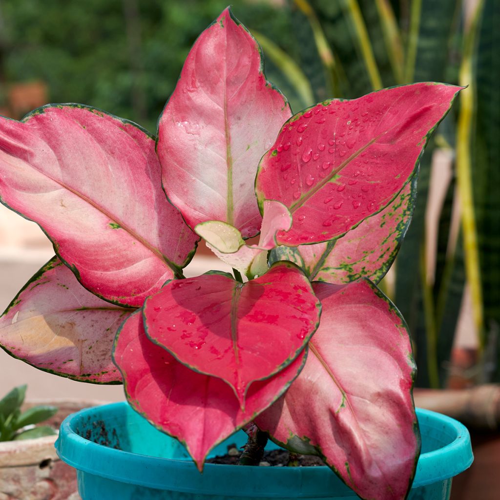 Aglaonema Red Zircon