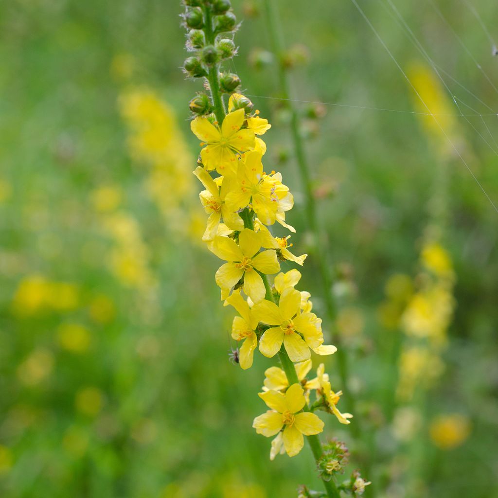 Agrimonia eupatoria - Gewone agrimonie