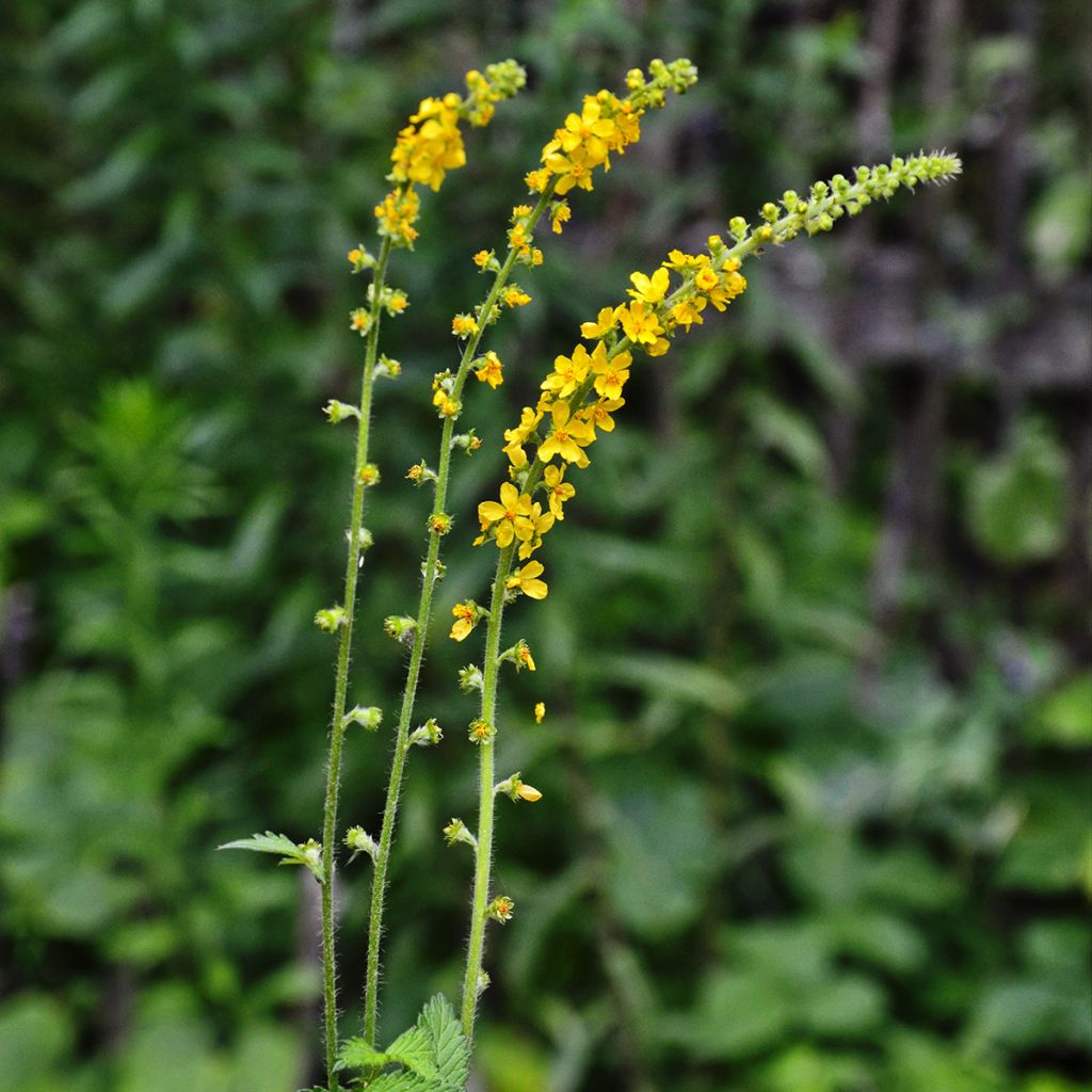 Agrimonia eupatoria - Gewone agrimonie