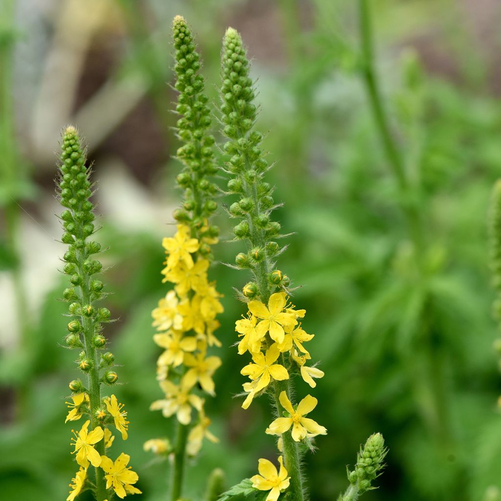 Agrimonia eupatoria - Gewone agrimonie