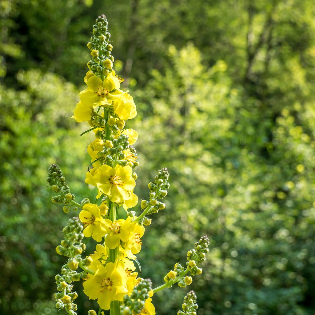 Agrimonia eupatoria - Gewone agrimonie