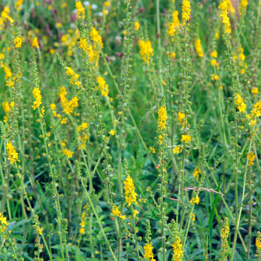 Agrimonia eupatoria - Gewone agrimonie