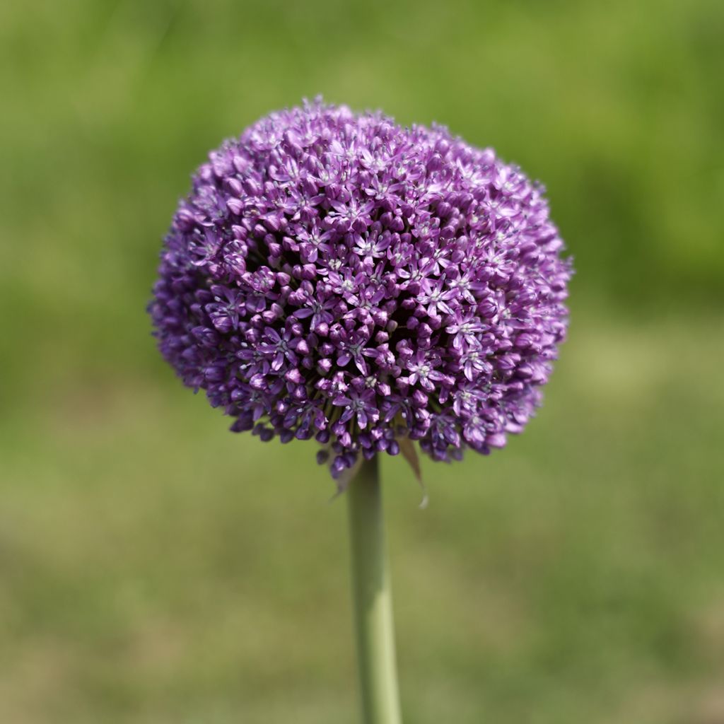 Allium Ambassador - Sierui