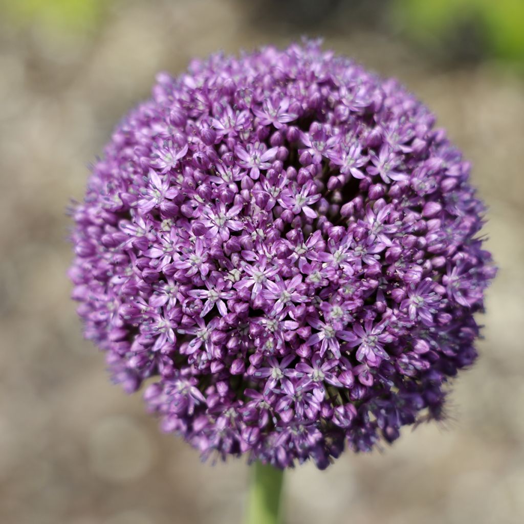 Allium Ambassador - Sierui