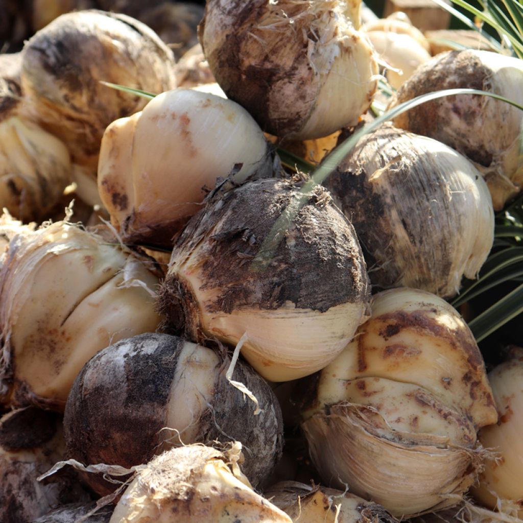 Allium Ambassador - Sierui