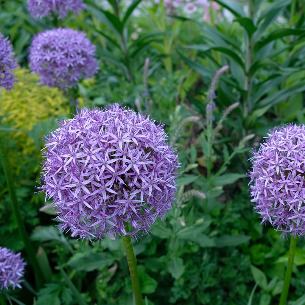 Allium Gladiator - Sierui