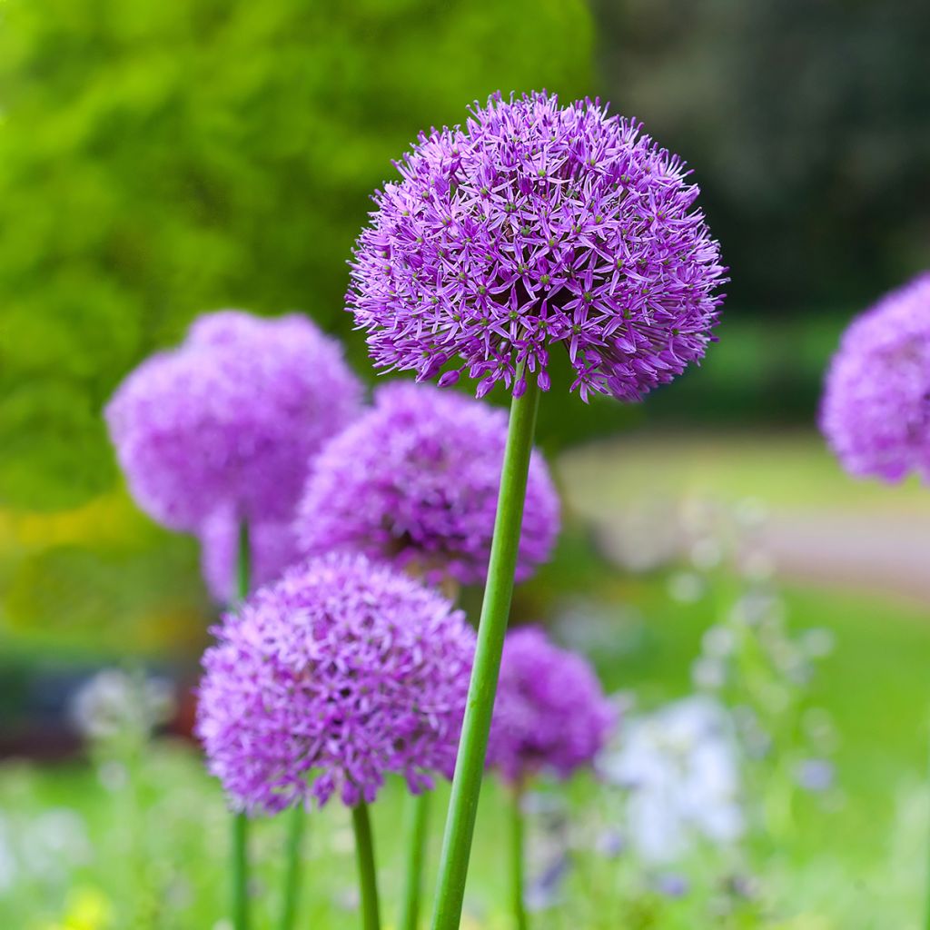 Allium Gladiator - Sierui