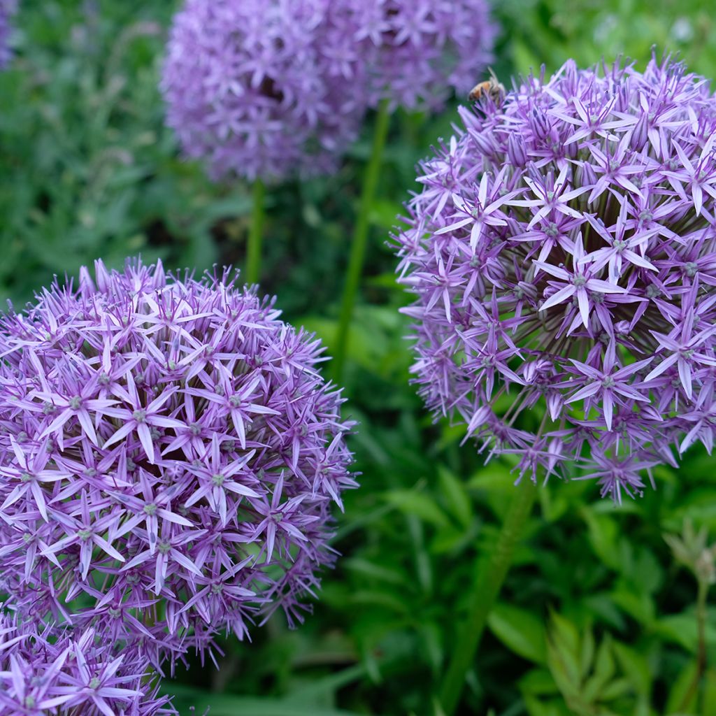 Allium Gladiator - Sierui