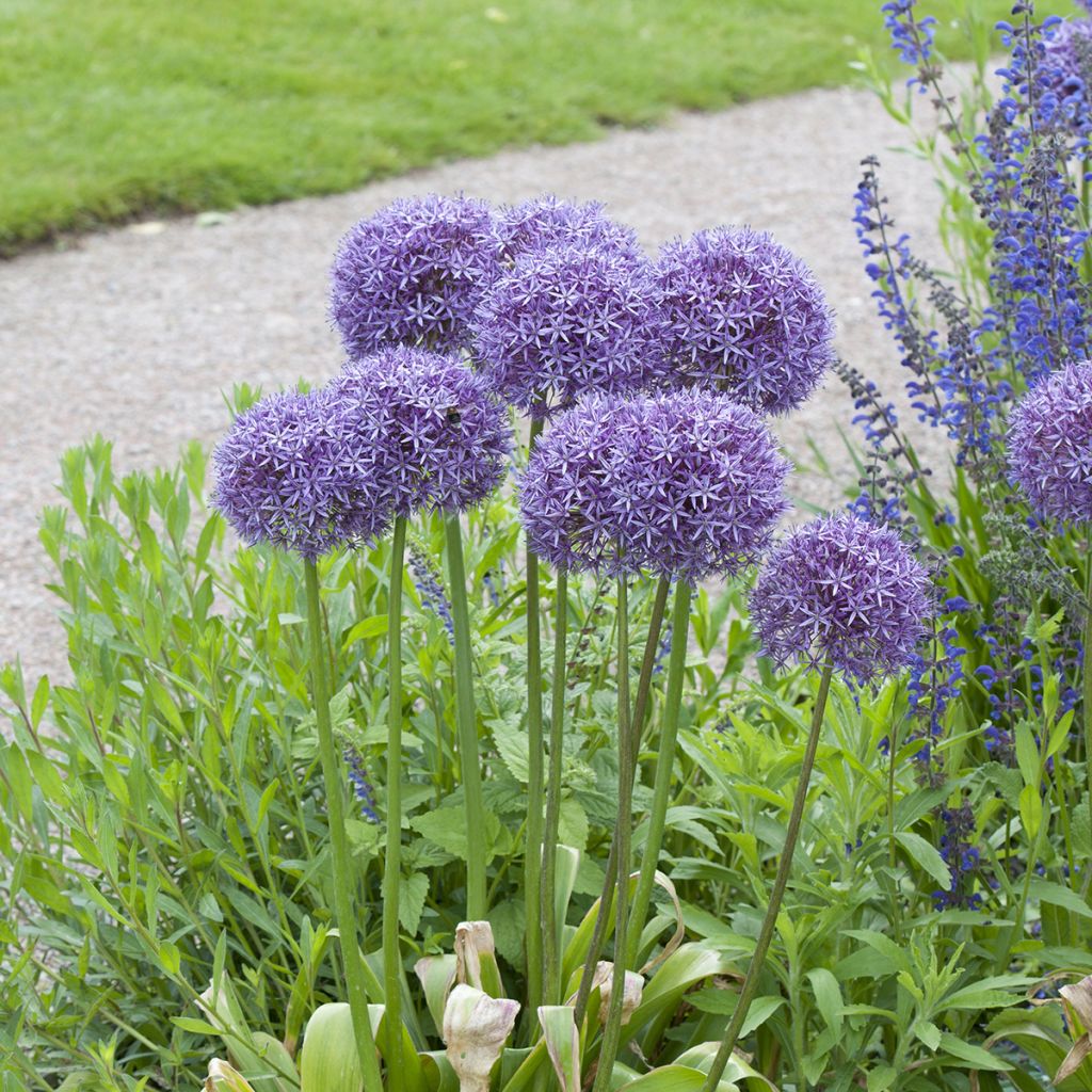 Allium Globemaster - Sierui