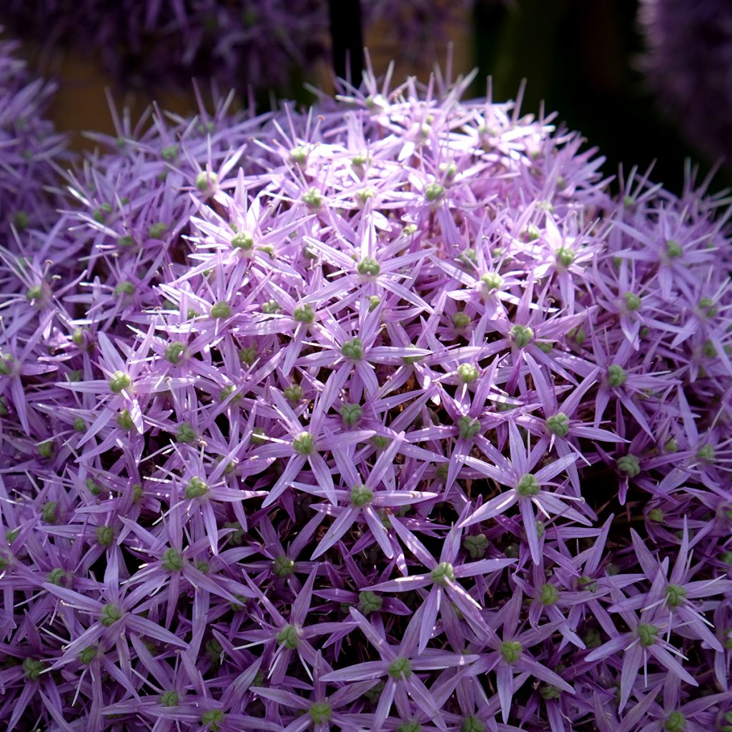 Allium Globemaster - Sierui