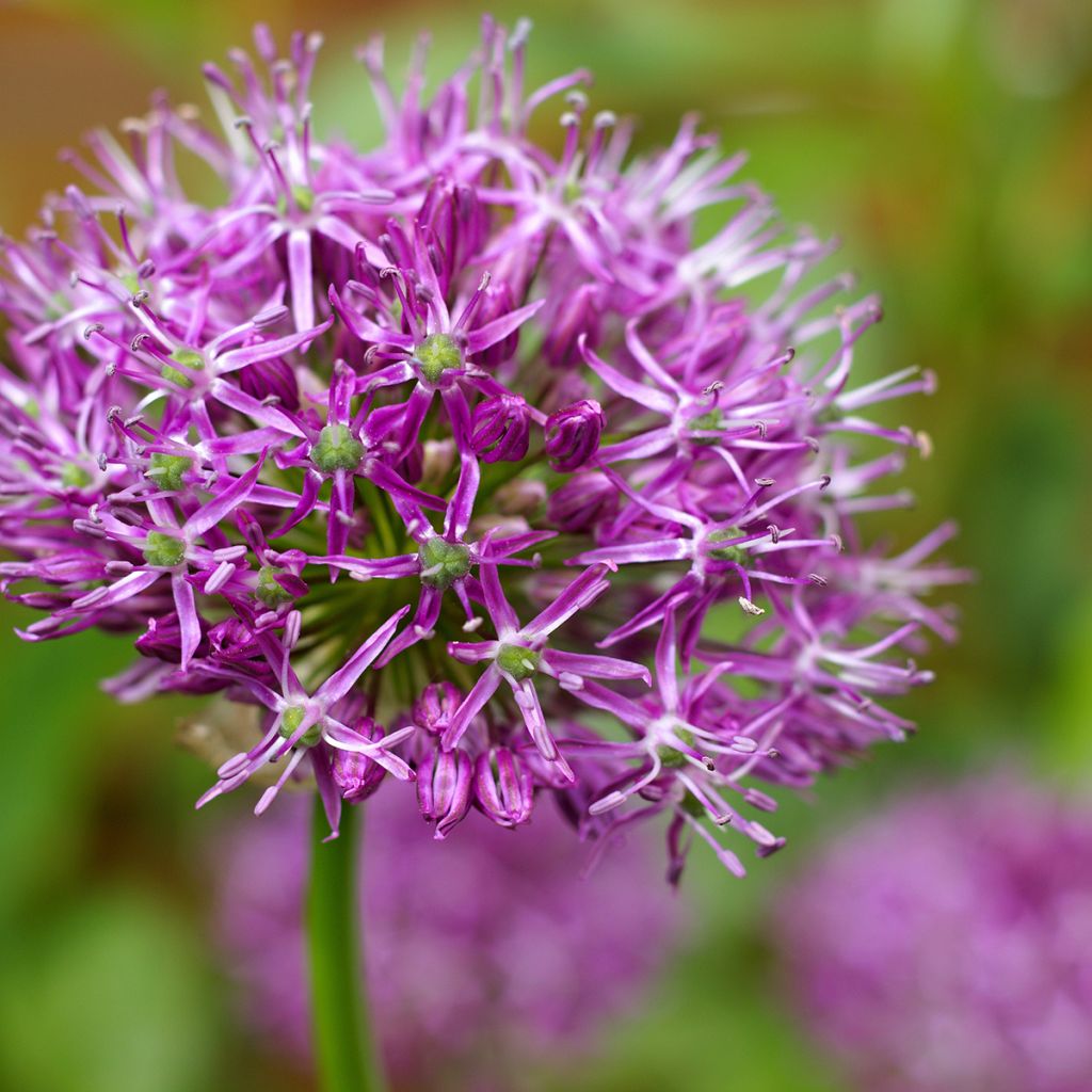 Allium Miami - Sierui