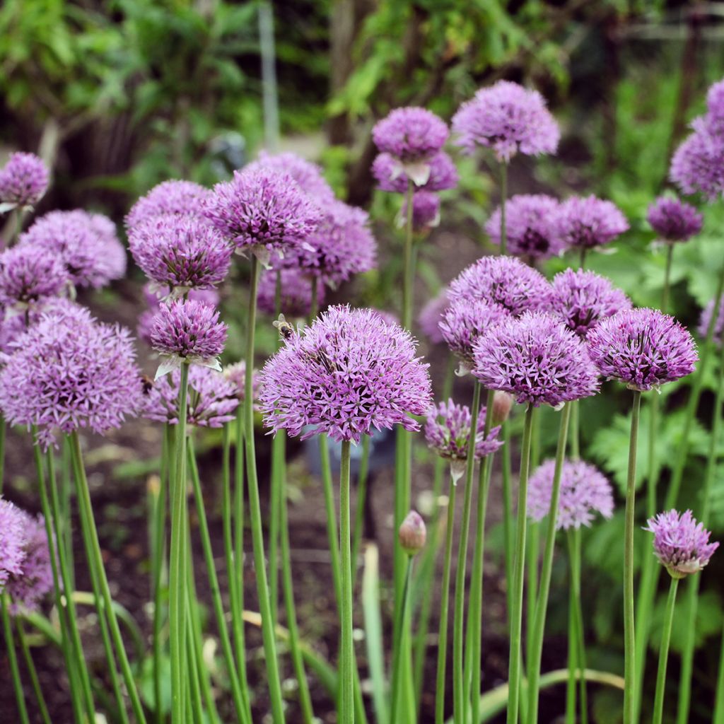 Allium Pinball Wizard - Sierui