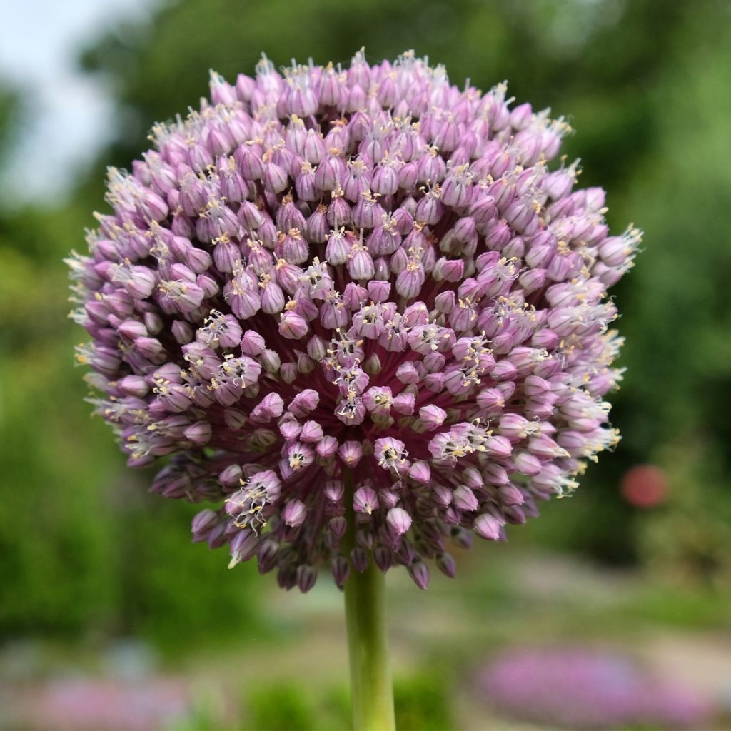 Allium Summer Drummer - Sierui