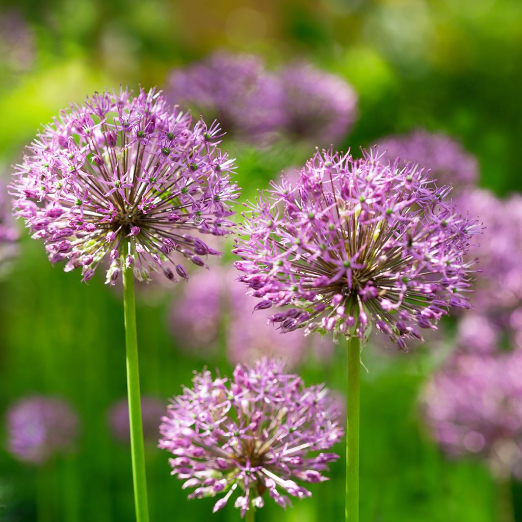 Allium aflatunense Purple Sensation - Sierui