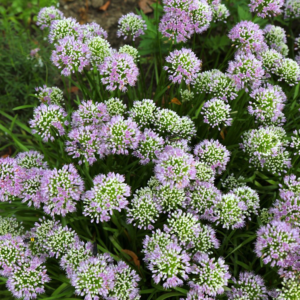 Allium angulosum - Kantige look