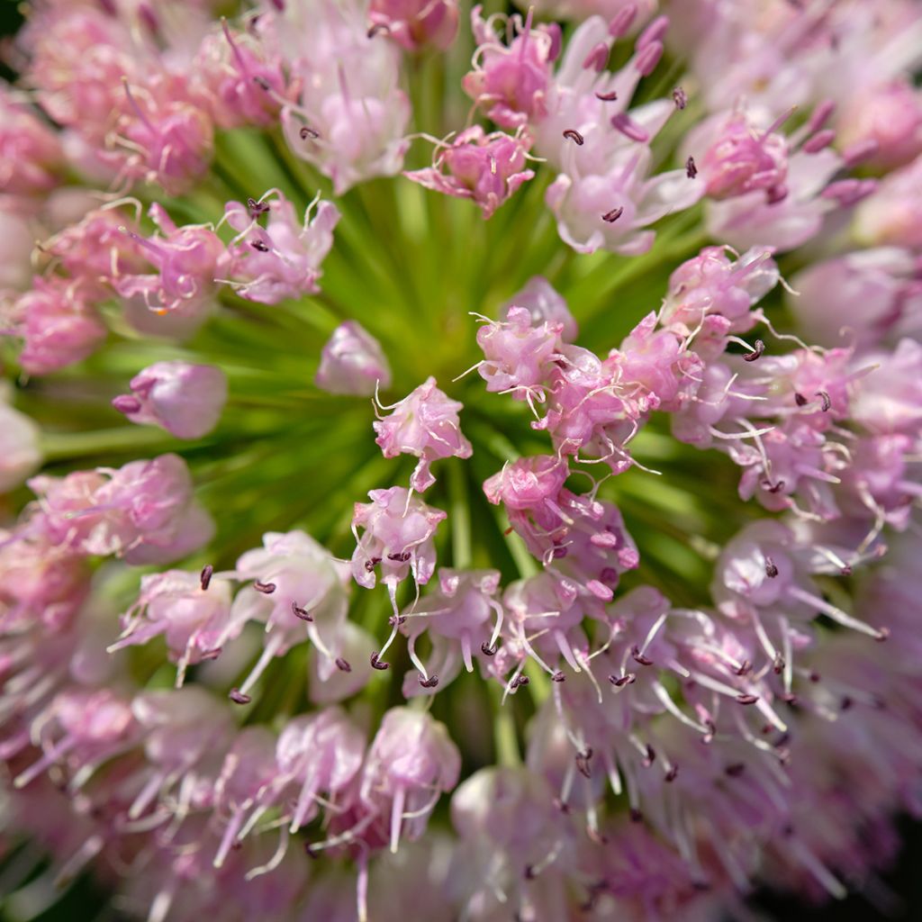 Allium angulosum - Kantige look