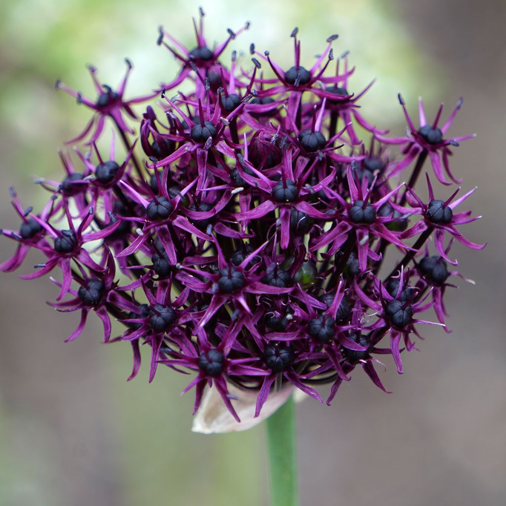 Allium atropurpureum - Sierui