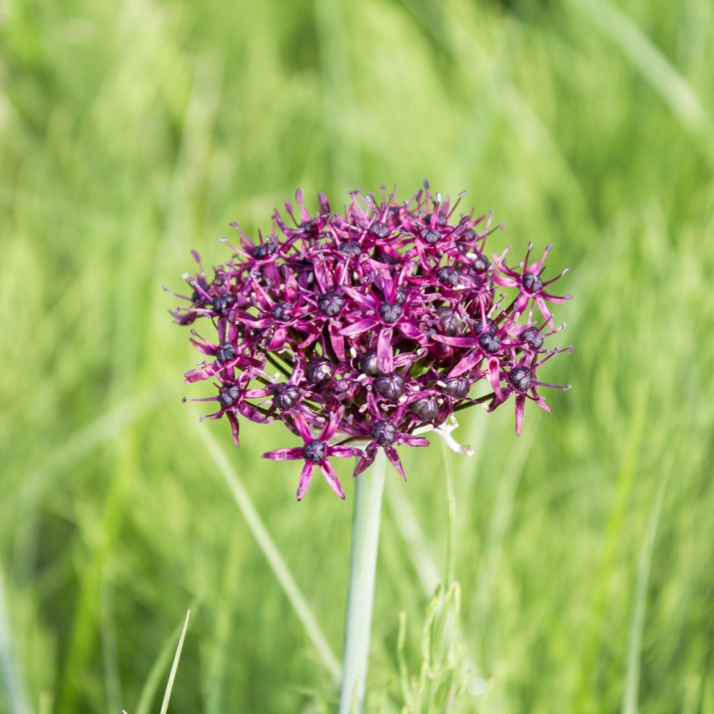 Allium atropurpureum - Sierui