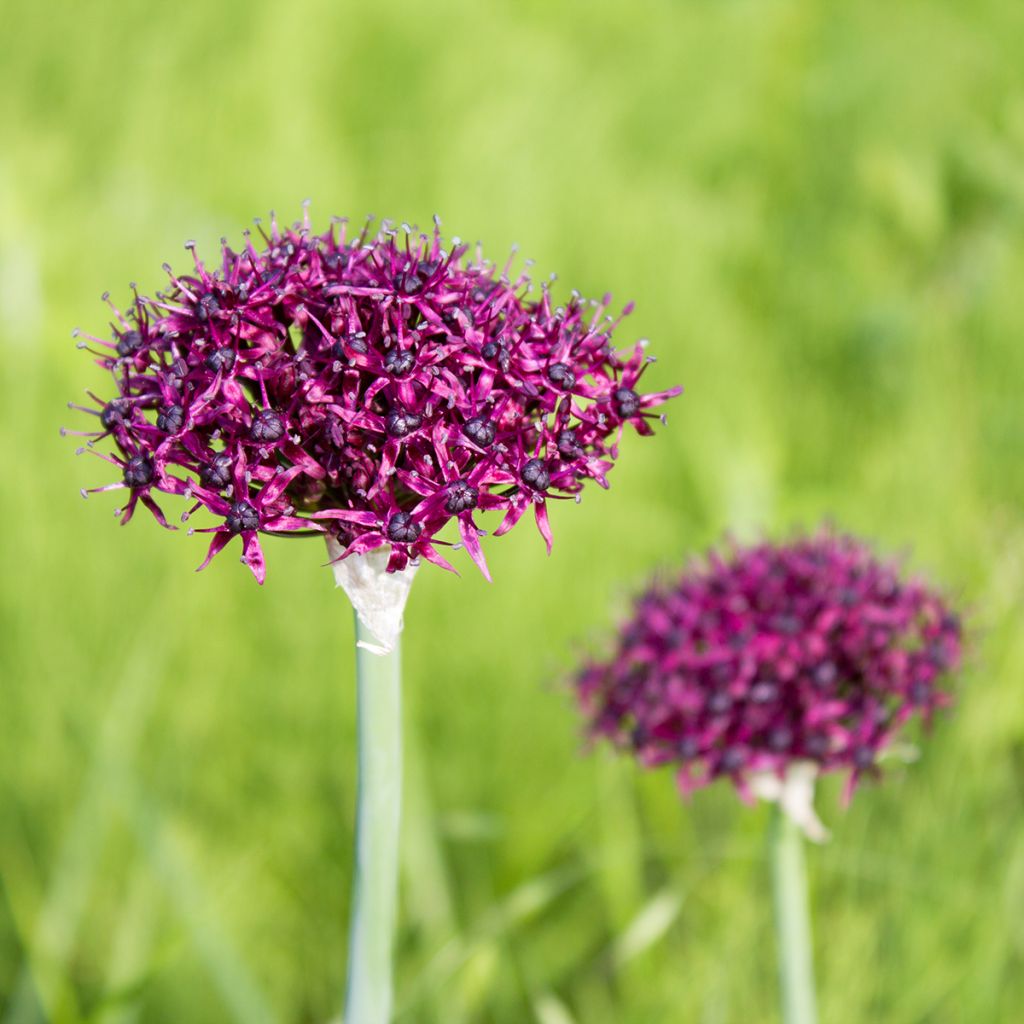 Allium atropurpureum - Sierui