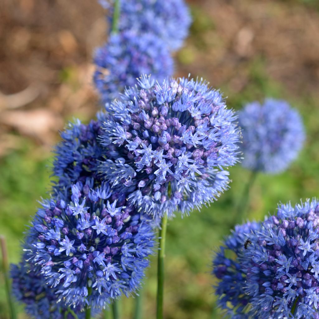 Allium caeruleum - Blauwe sierui