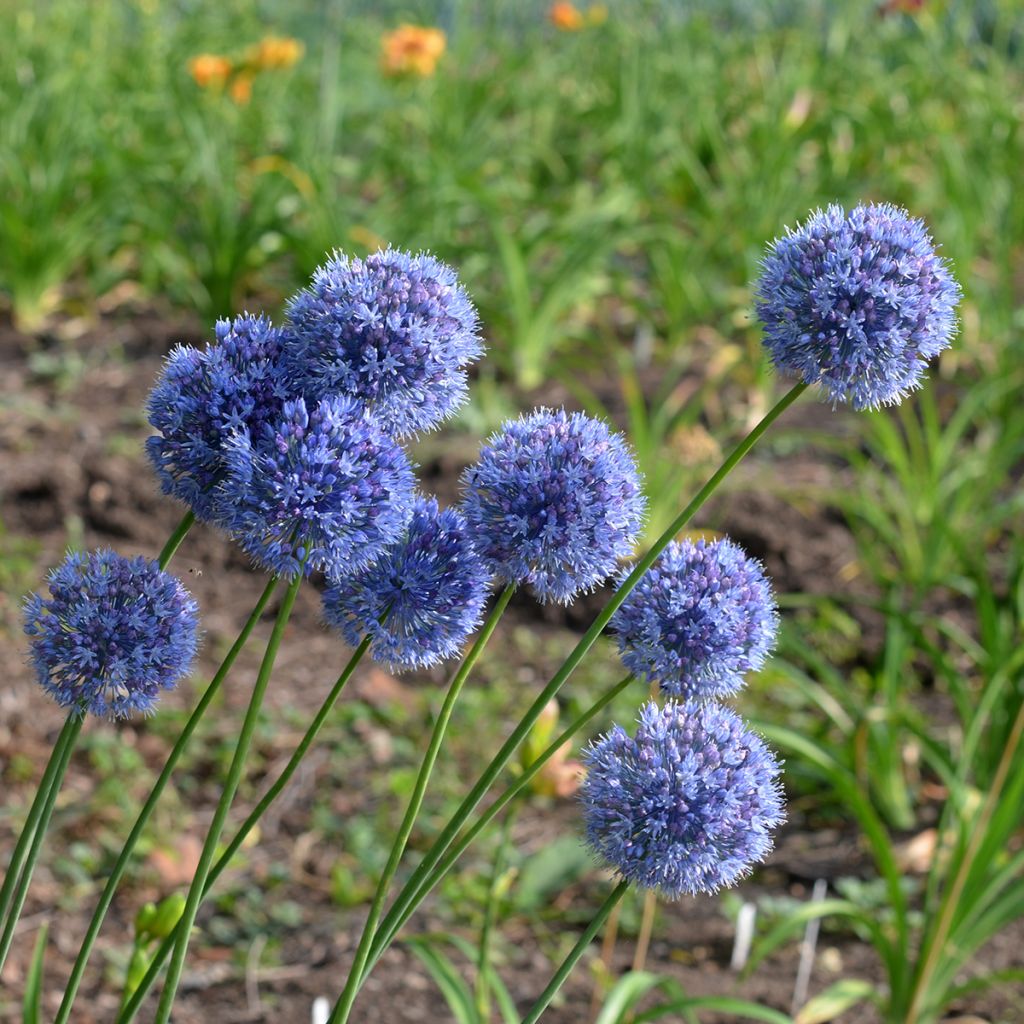 Allium caeruleum - Blauwe sierui