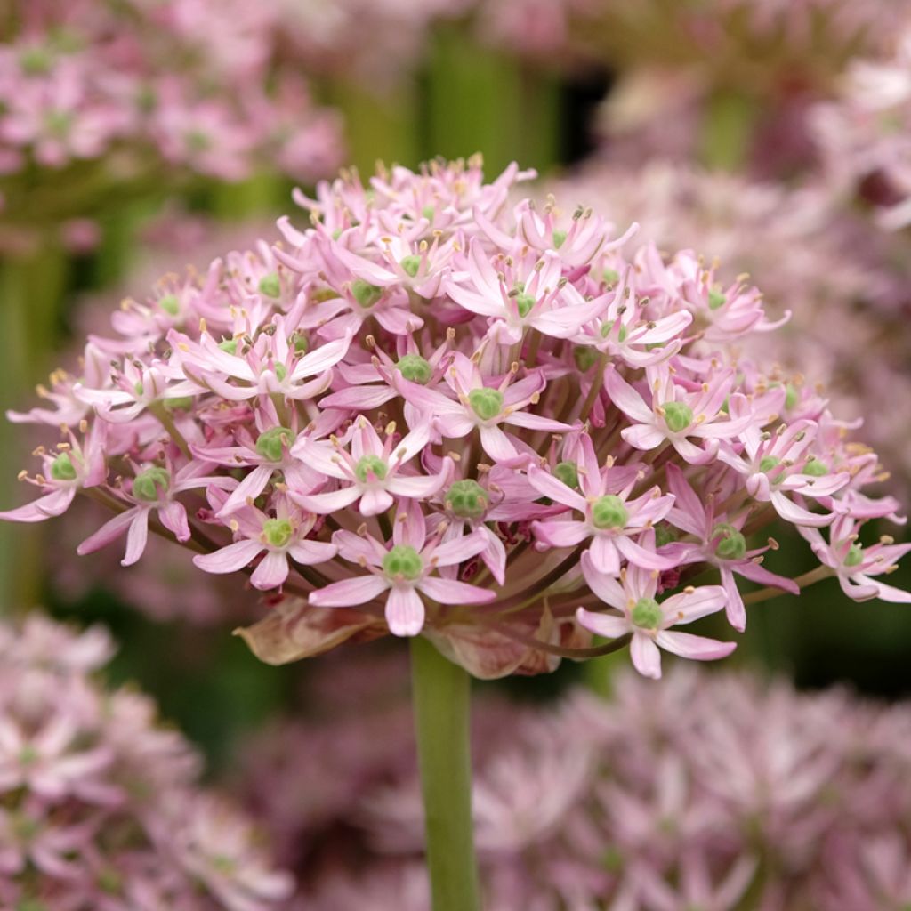 Allium nigrum Pink Jewel - Zwarte look